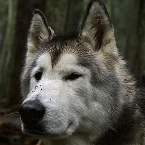 Loki the Wolf Dog net worth