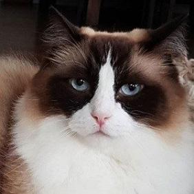Toby Timo The Ragdoll Cat net worth